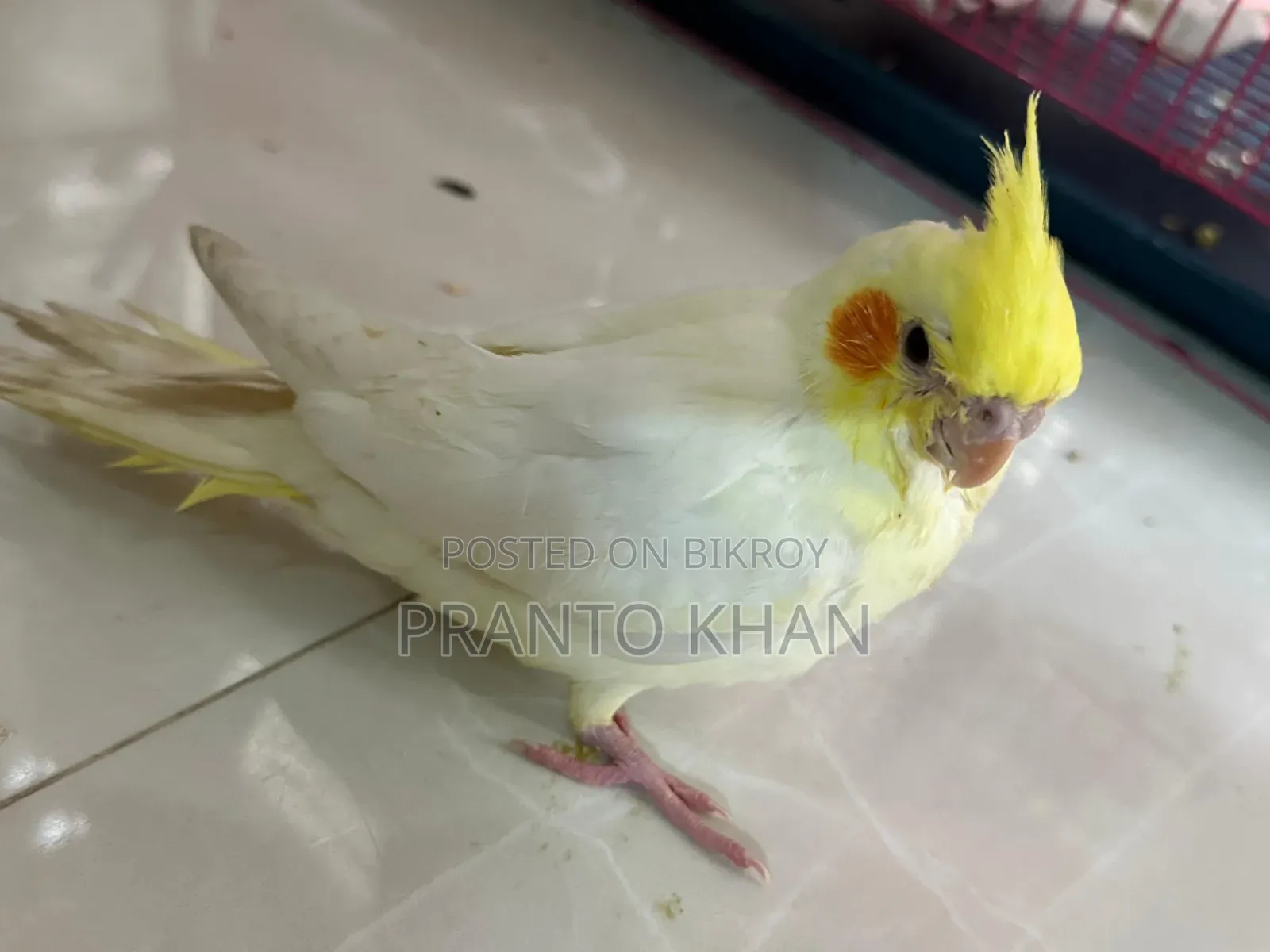 ককাটেল পাখি