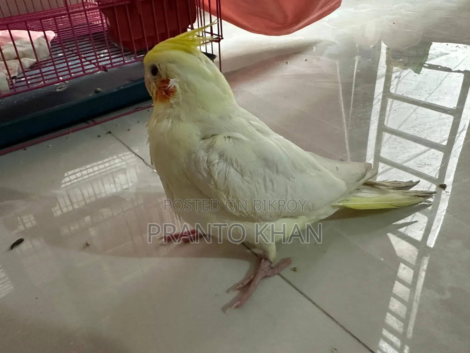 ককাটেল পাখি
