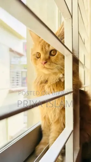 1+ Year Female Purebred Persian