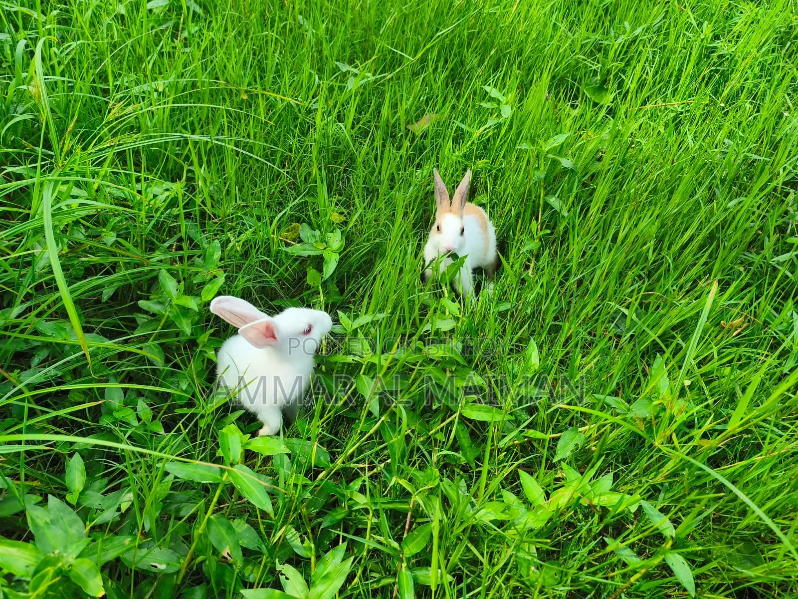 Pair of Rabbit/Bunny With Cage.