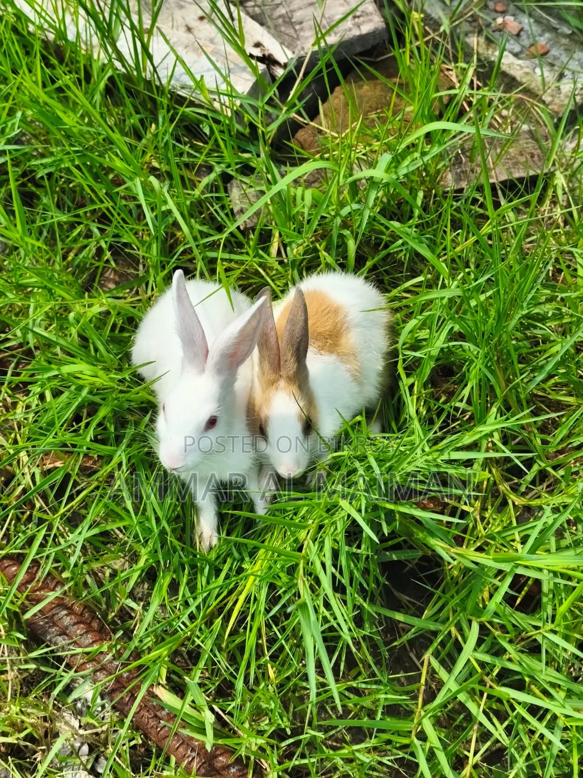 Pair of Rabbit/Bunny With Cage.
