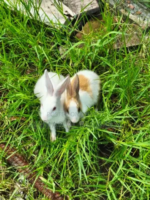 Pair of Rabbit/Bunny With Cage.