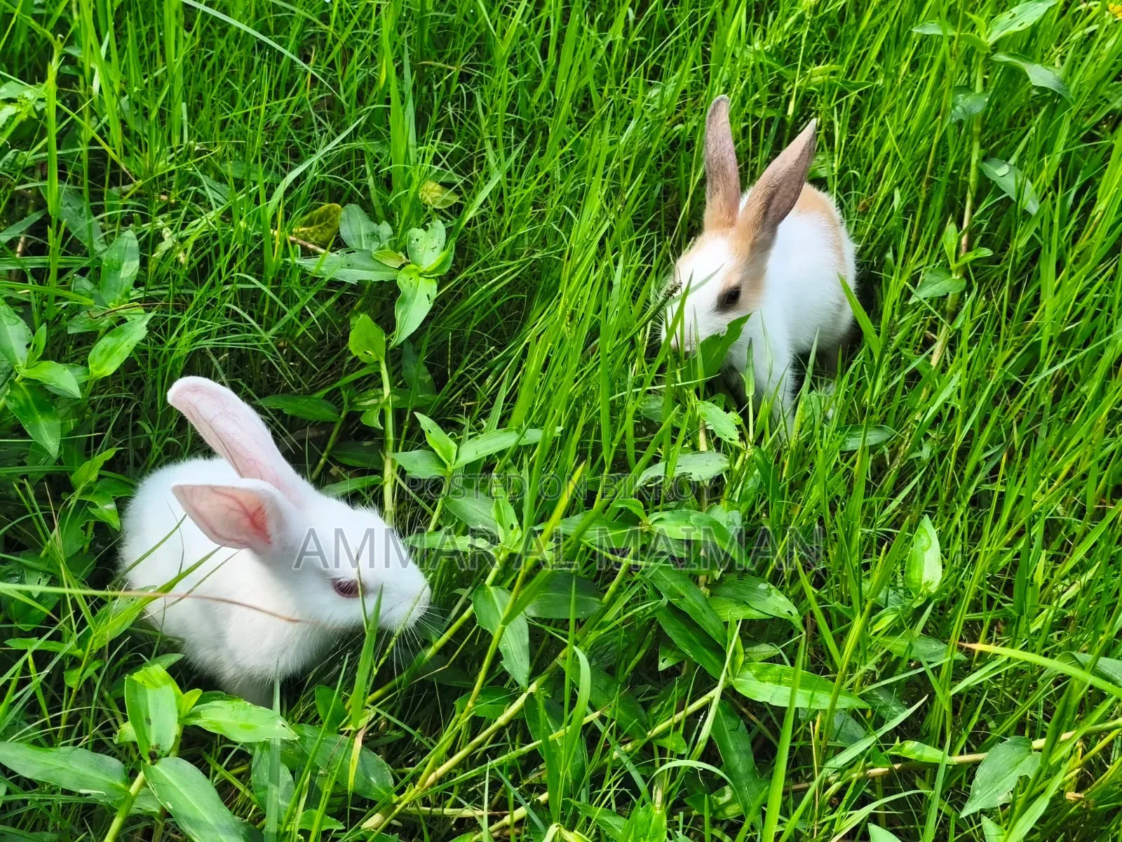 Pair of Rabbit/Bunny With Cage.