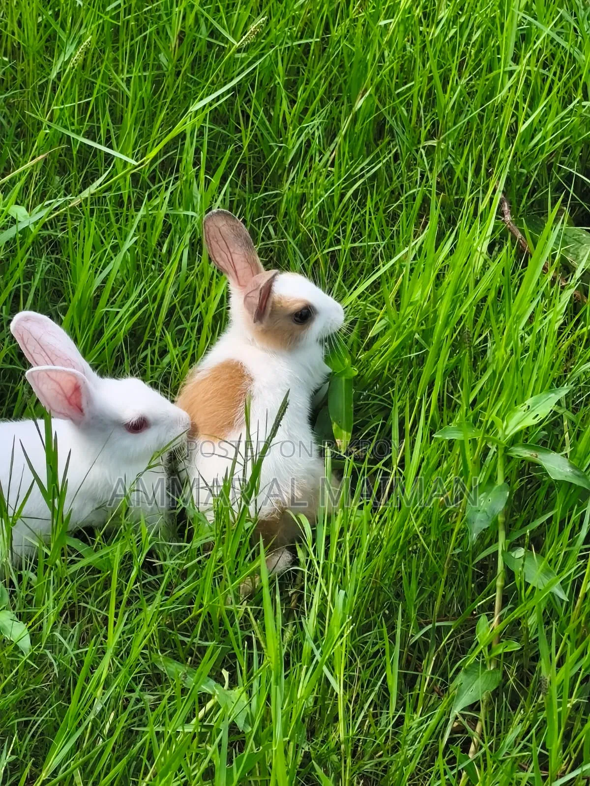 Pair of Rabbit/Bunny With Cage.