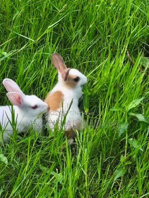 Pair of Rabbit/Bunny With Cage.
