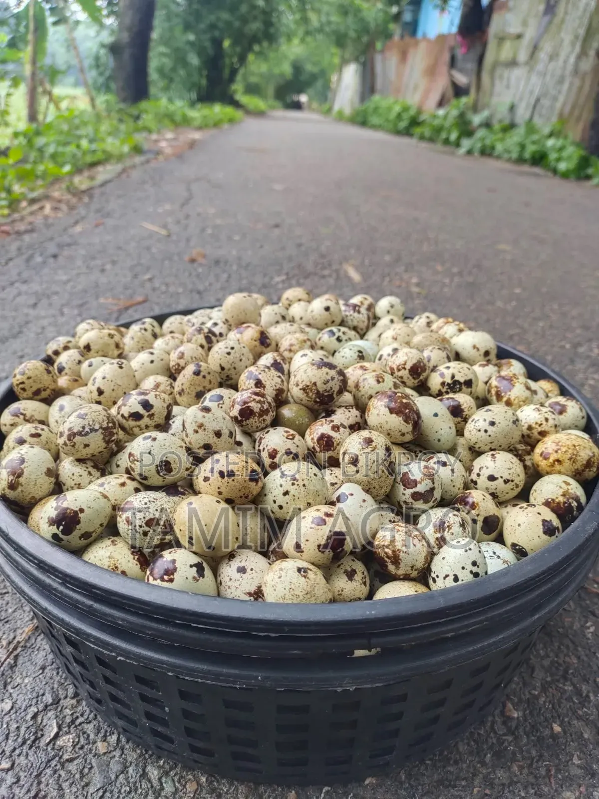 Japanese Quail Hatching Eggs