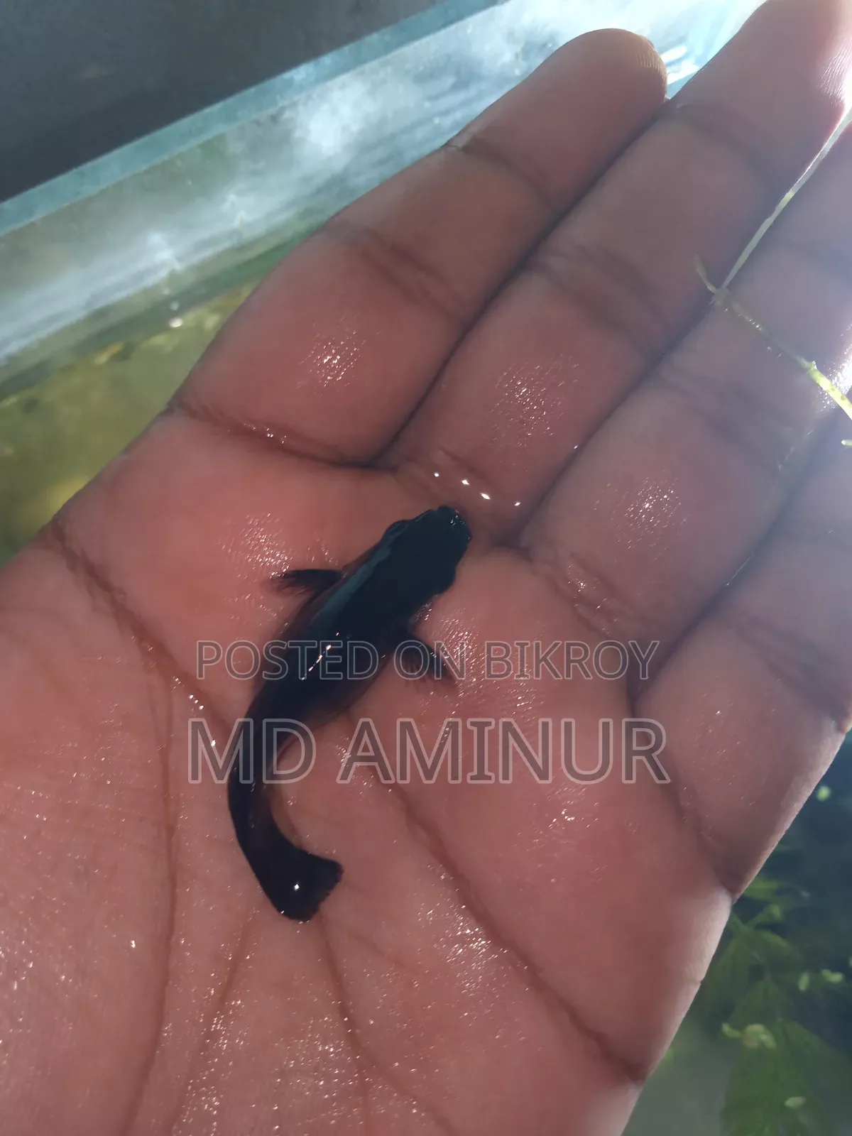 Black Balloon Molly and various other types of fish available.