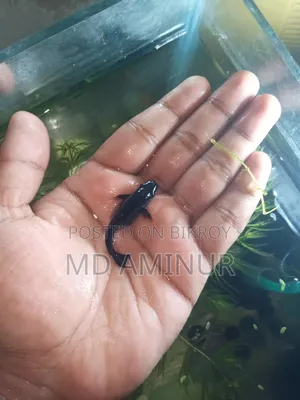 Black Balloon Molly and various other types of fish available.