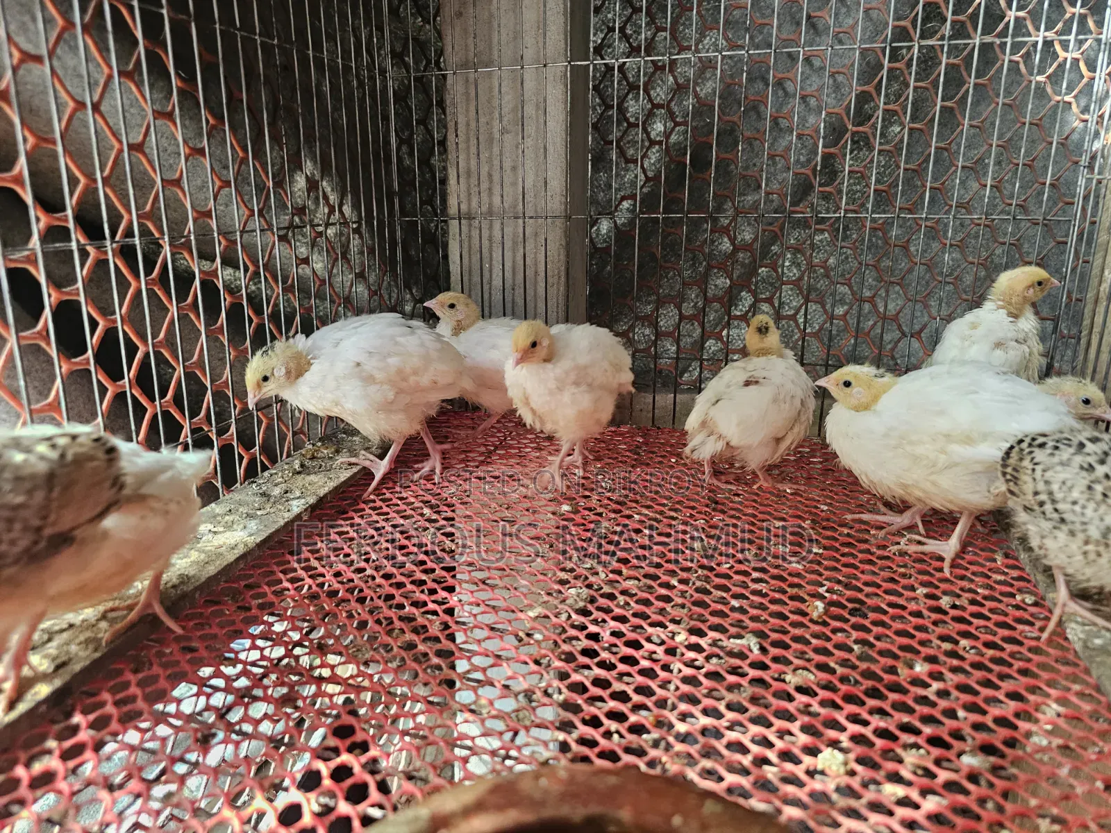 Giant Quail