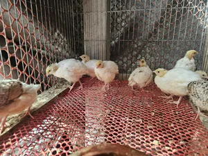 Giant Quail