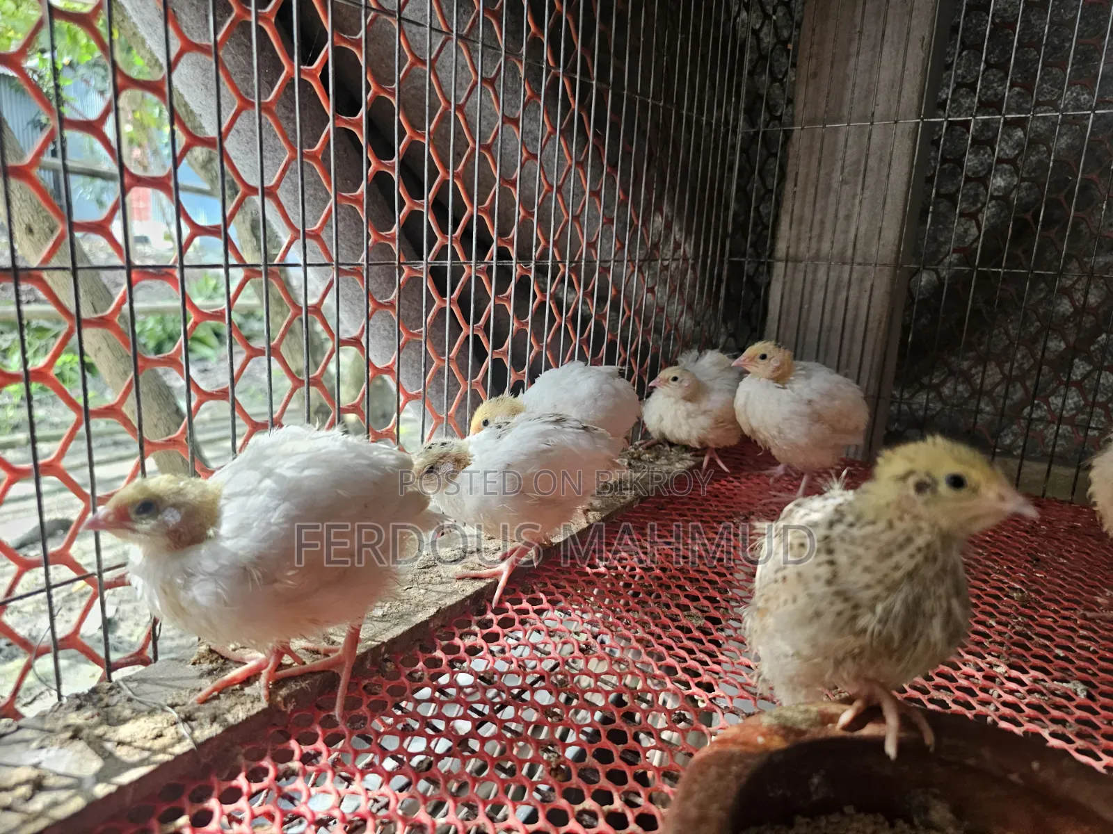 Giant Quail