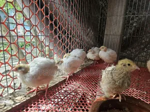 Giant Quail