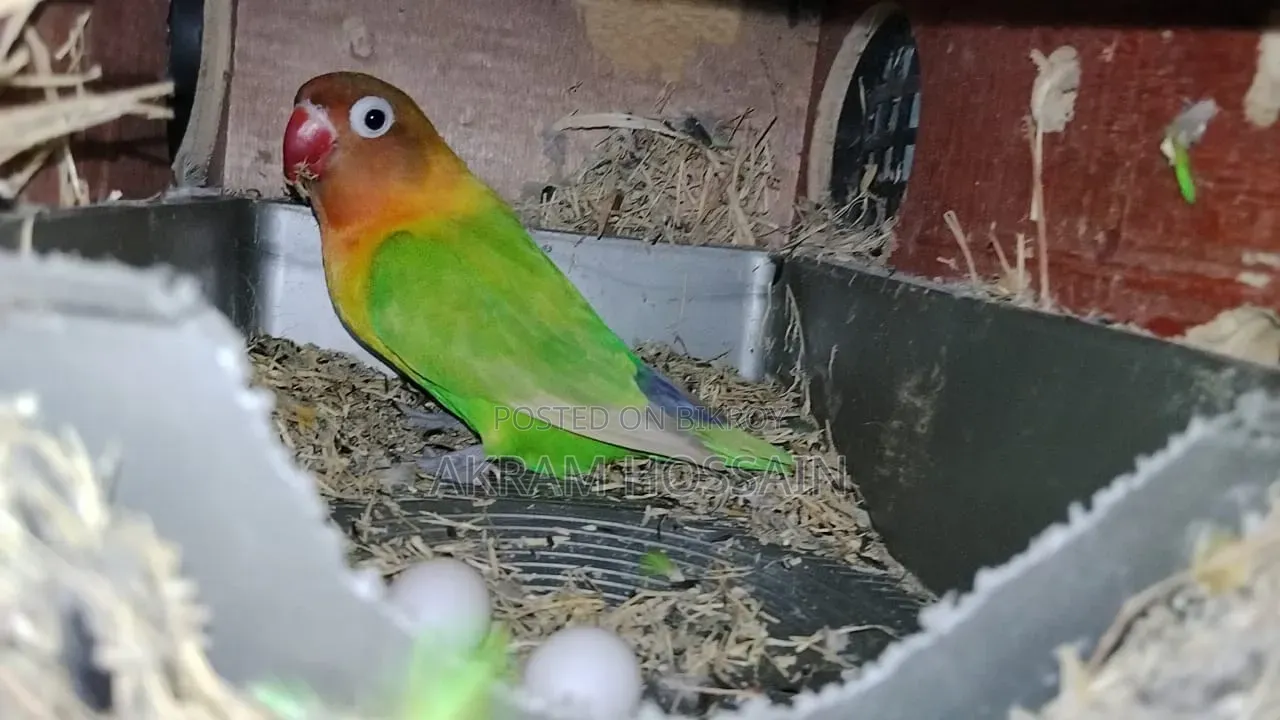 3 Piece Breeding Lovebirds Colony With Egg