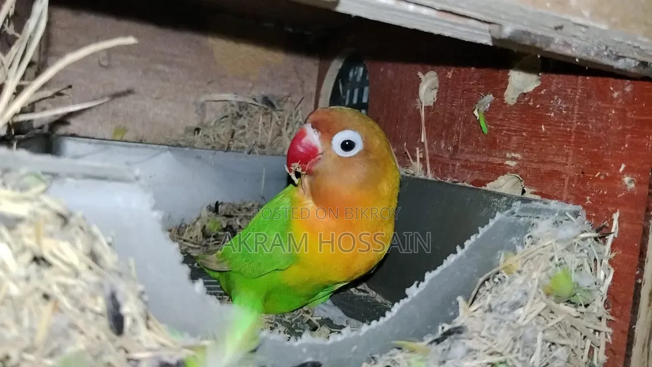 3 Piece Breeding Lovebirds Colony With Egg