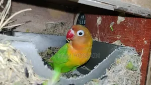 3 Piece Breeding Lovebirds Colony With Egg