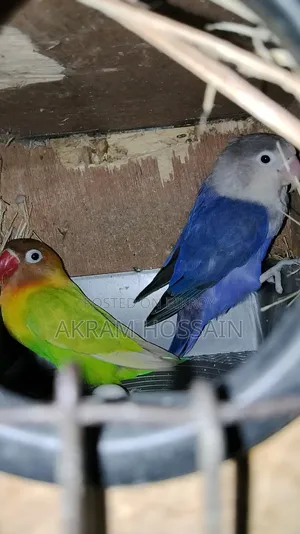 3 Piece Breeding Lovebirds Colony With Egg