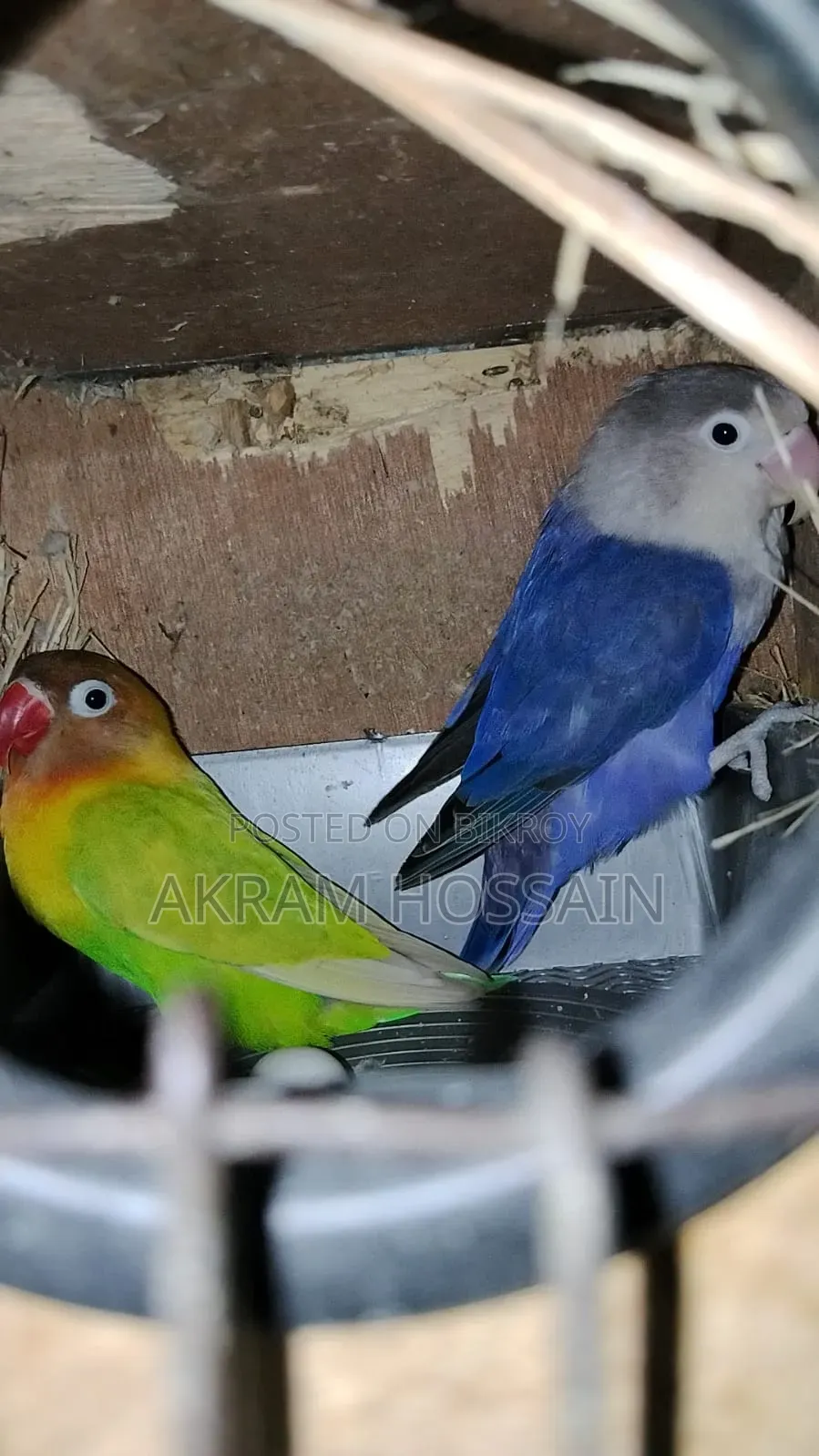 3 Piece Breeding Lovebirds Colony With Egg