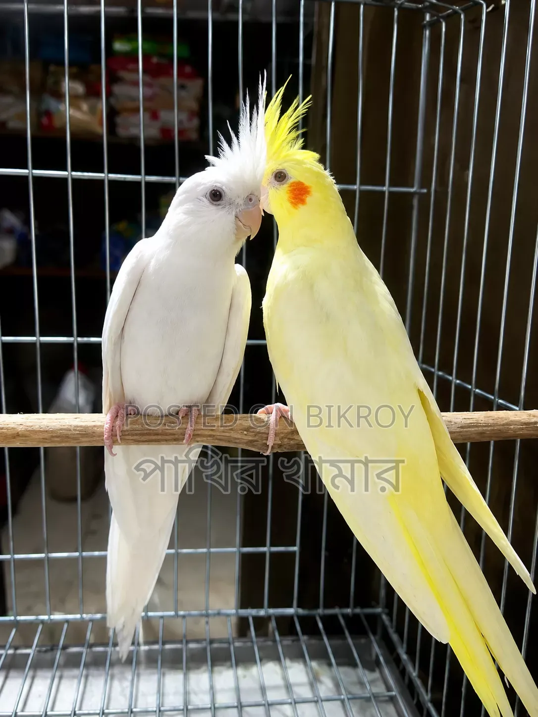 Cockatiel Bird