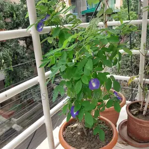 মর্নিং গ্লোরি এবং অপরাজিতা ফুলের বীজ বিক্রি