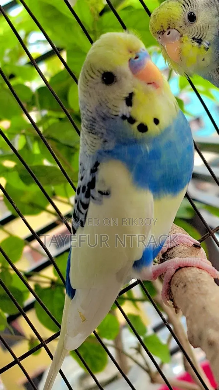 এডাল্ট পাইড পেয়ার