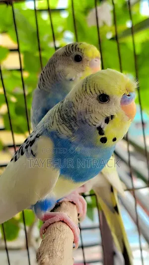 এডাল্ট পাইড পেয়ার