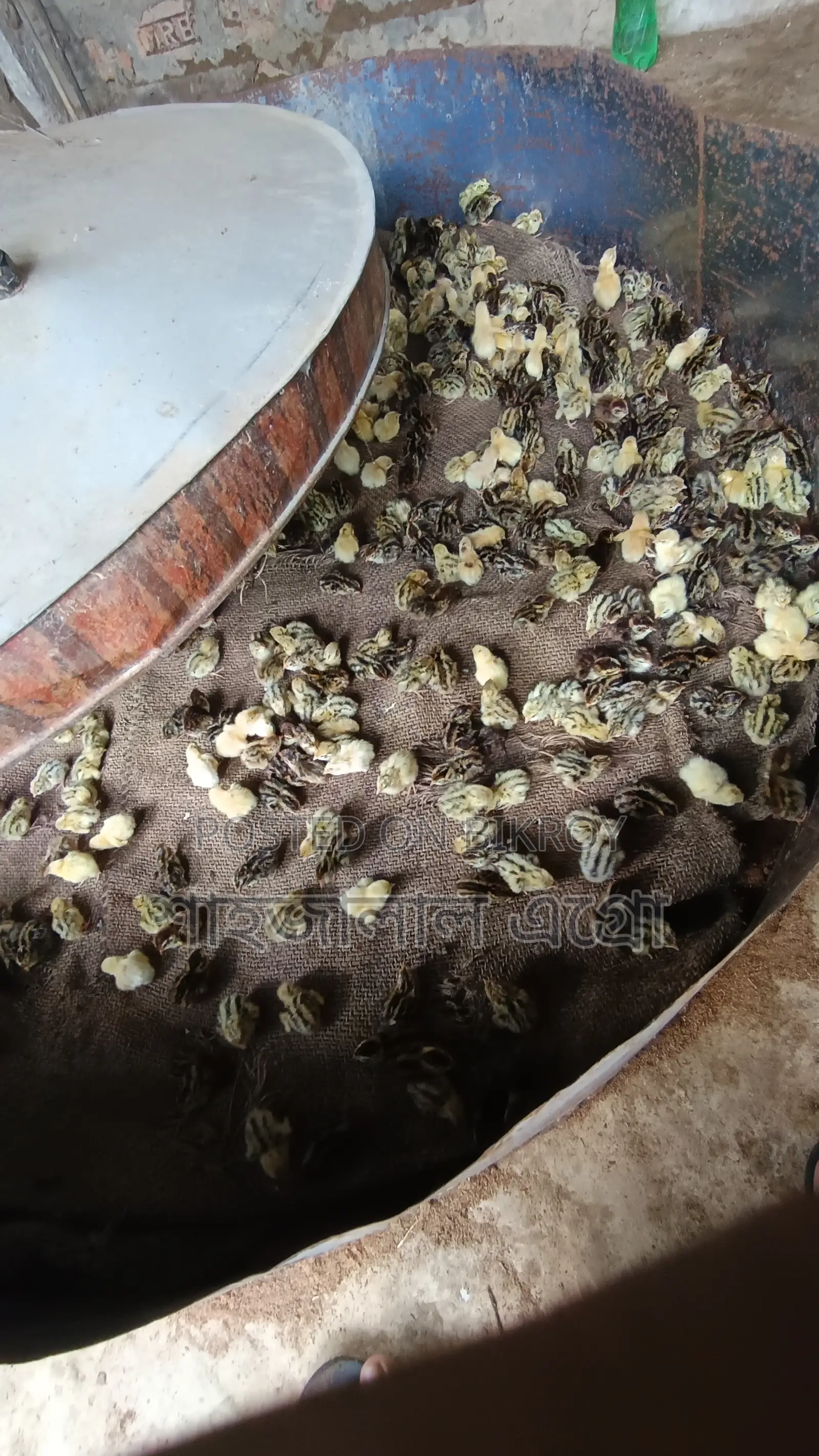 Japanese Quail Chicks