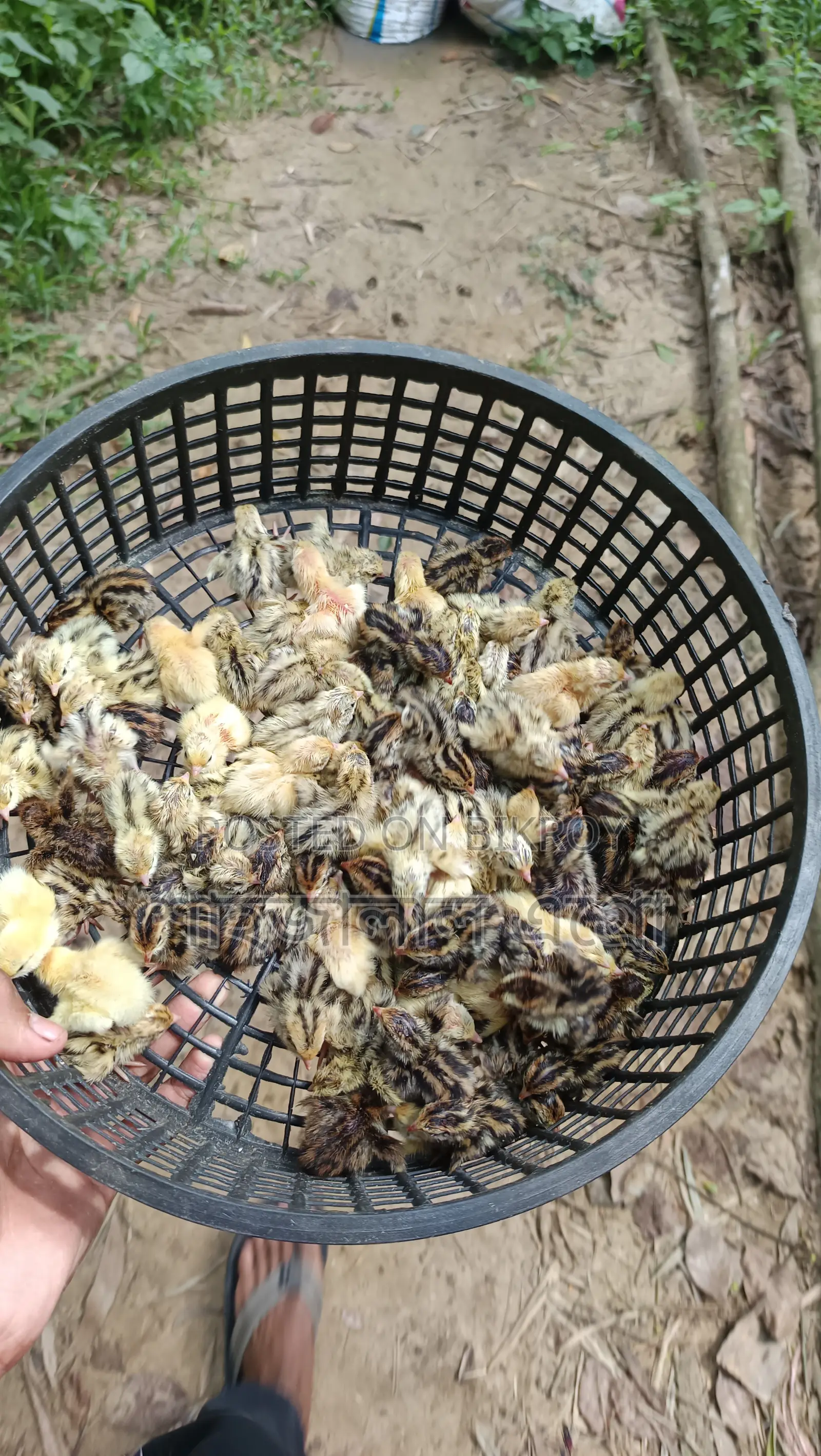 Japanese Quail Chicks