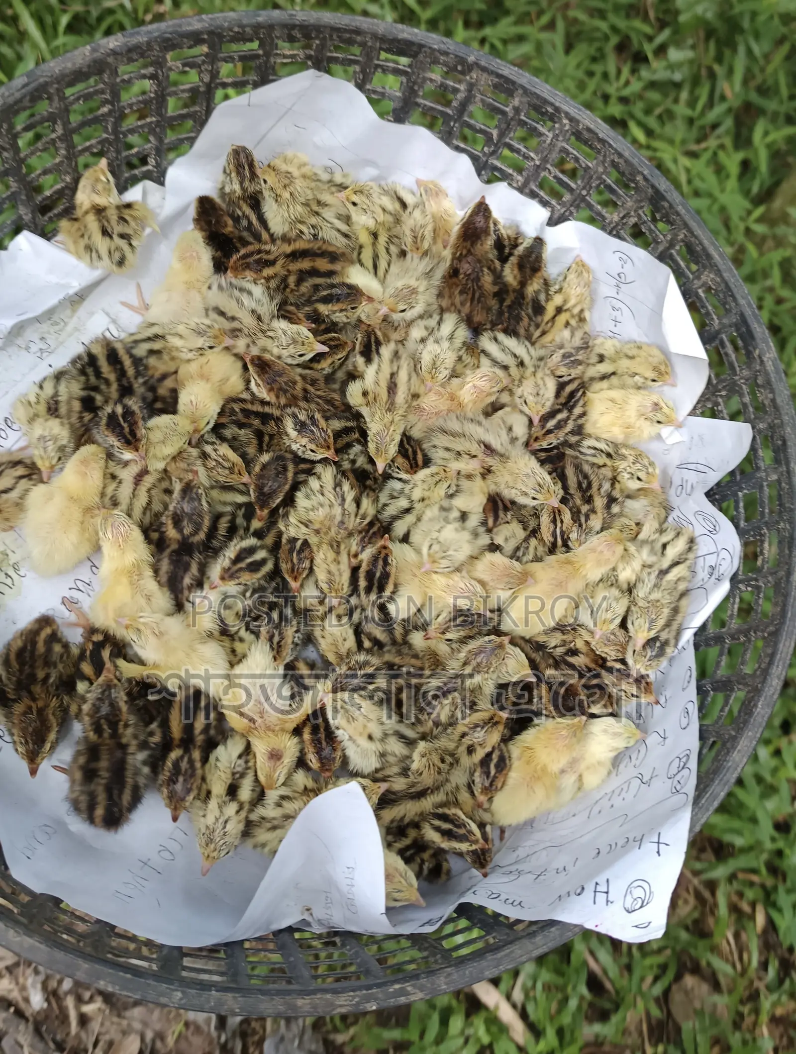 Japanese Quail Chicks