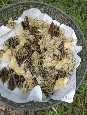 Japanese Quail Chicks