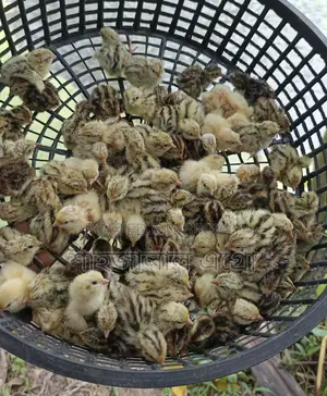 Japanese Quail Chicks