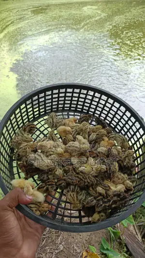 Japanese Quail Chicks