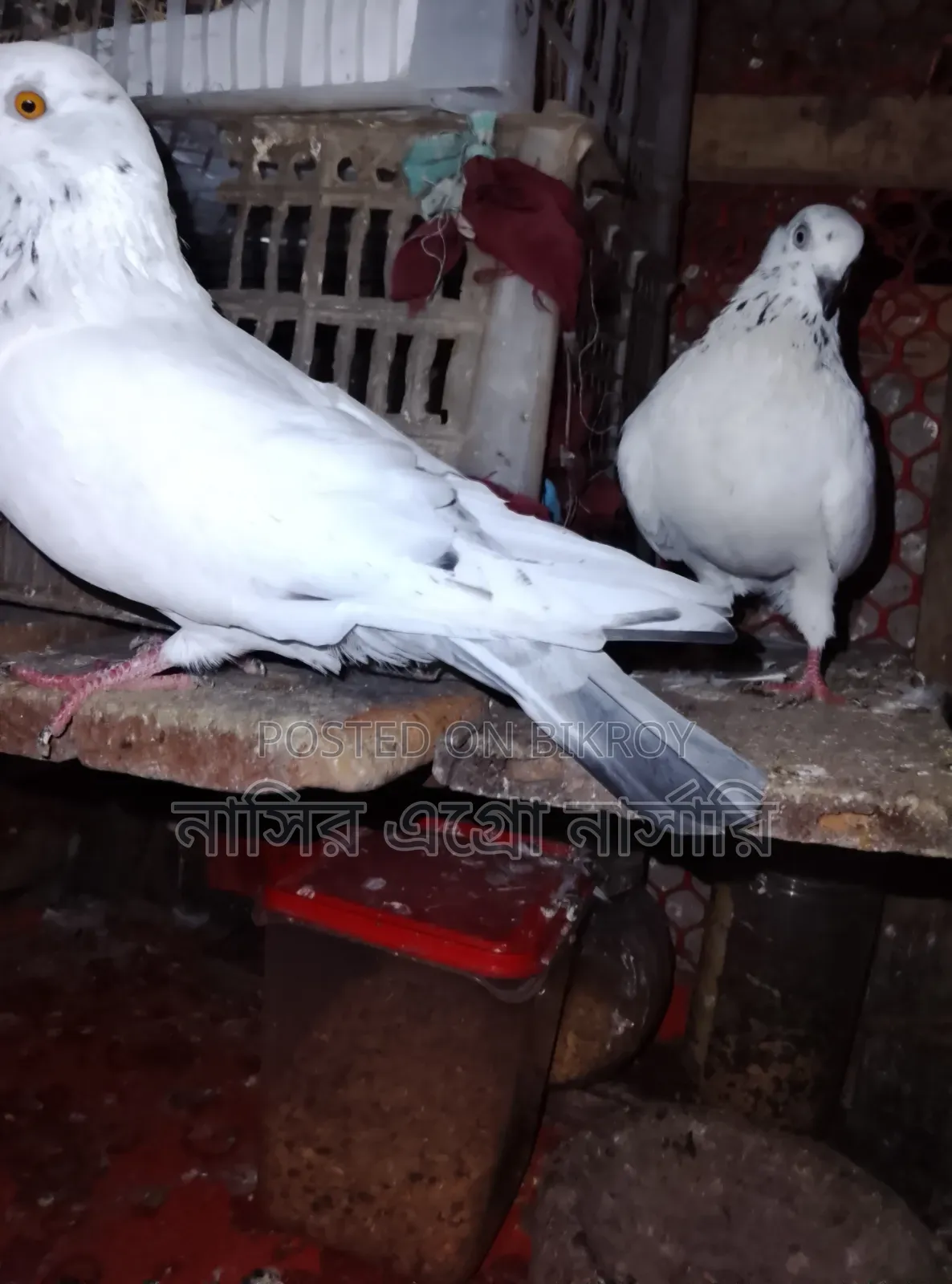 A pair of pigeons for sale