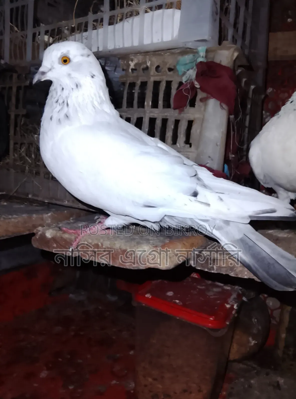 A pair of pigeons for sale