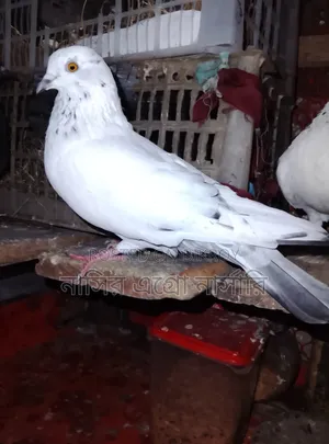 A pair of pigeons for sale