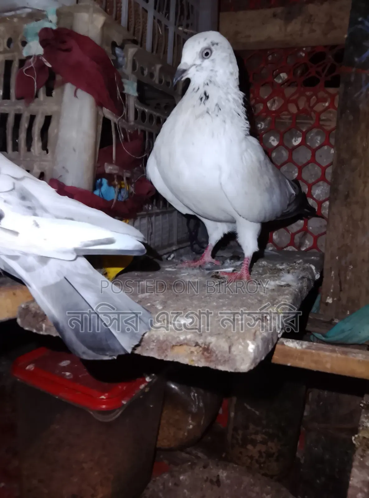 A pair of pigeons for sale