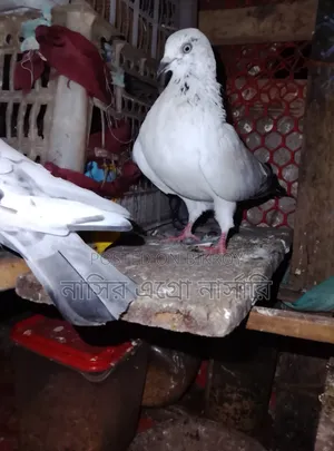 A pair of pigeons for sale