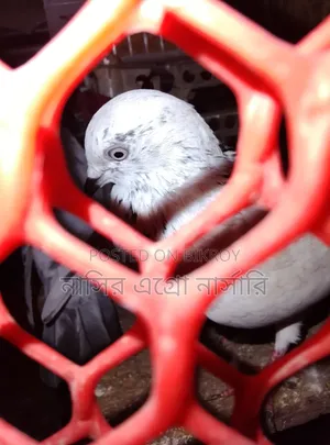 A pair of pigeons for sale
