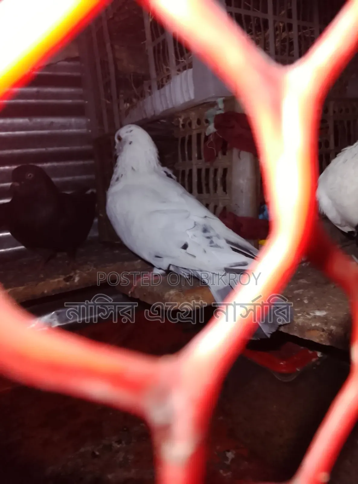 A pair of pigeons for sale