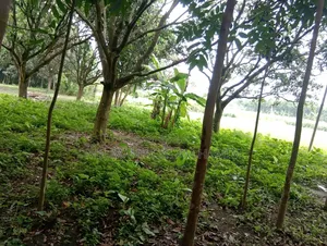 4.5 Katha Land for Sale in Katakhali