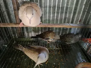 নতুন প্রাপ্তবয়স্ক ঘুঘু