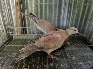 নতুন প্রাপ্তবয়স্ক ঘুঘু
