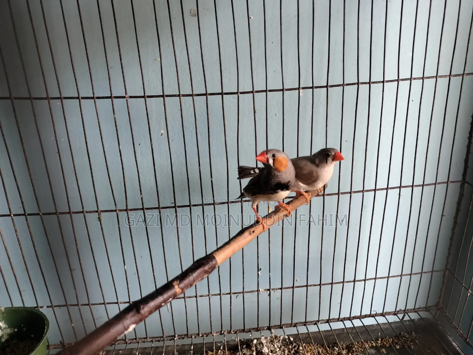 Adult Running Finch Birds