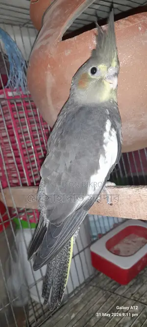 Cockatiel for sale