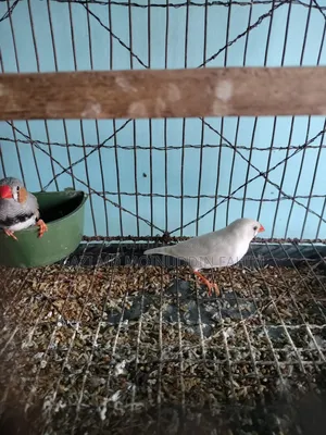 French bird adult breeding pair