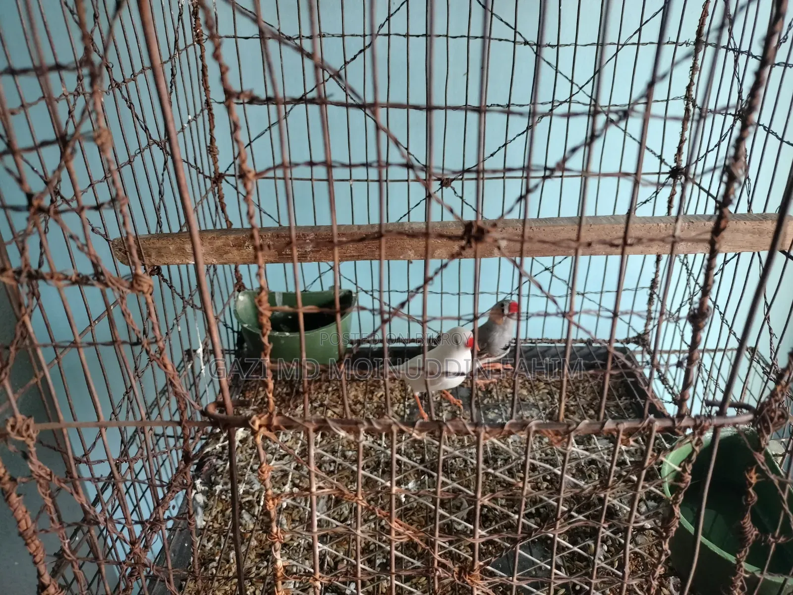 French bird adult breeding pair