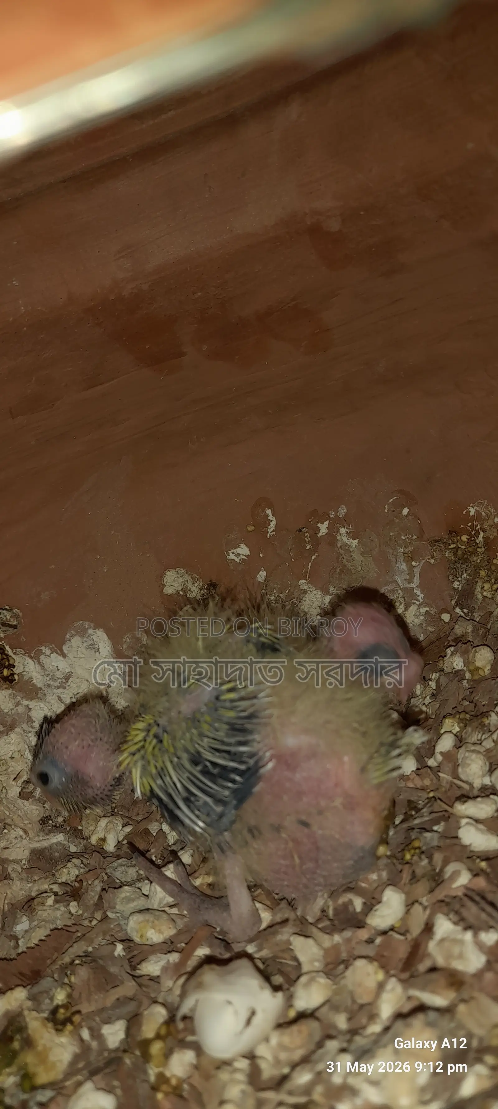 Cockatiel for sale