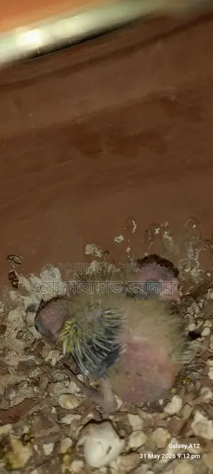 Cockatiel for sale