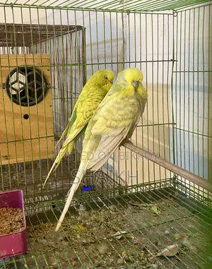 English Breeding Pair