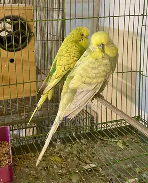 English Breeding Pair