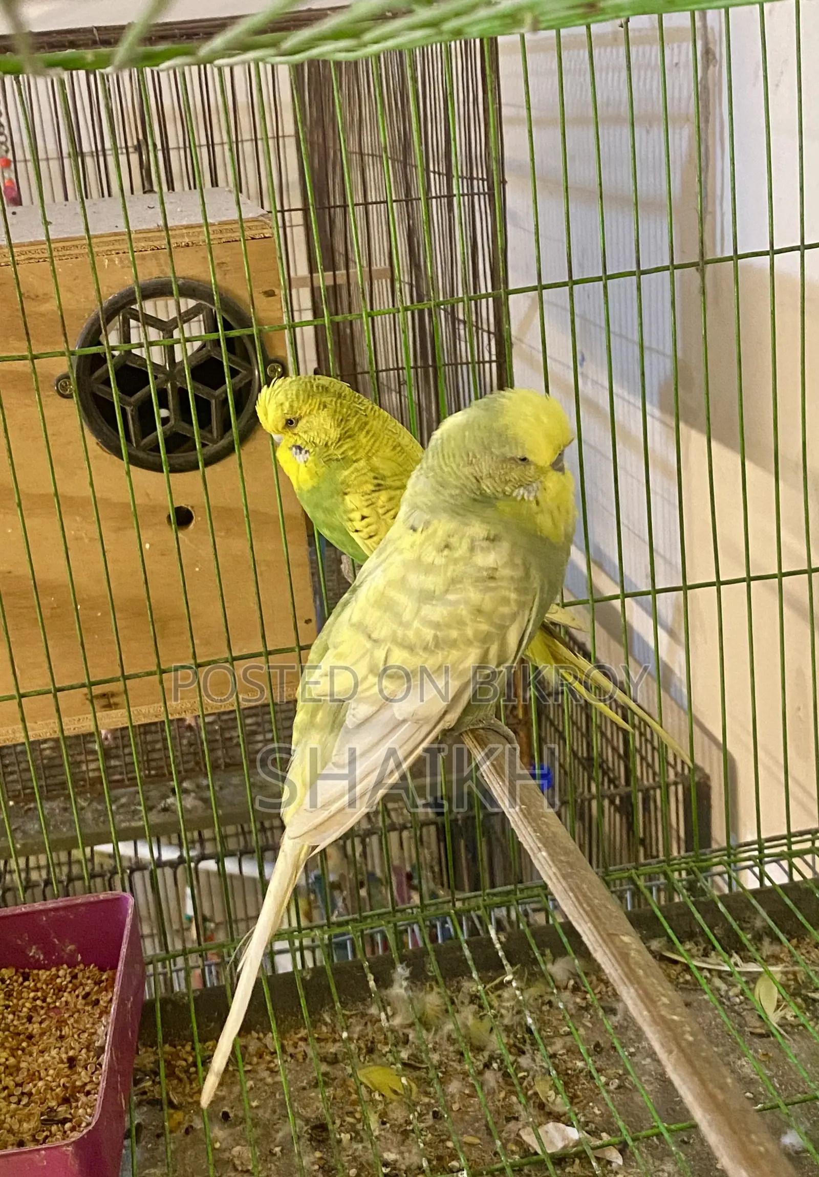 English Breeding Pair